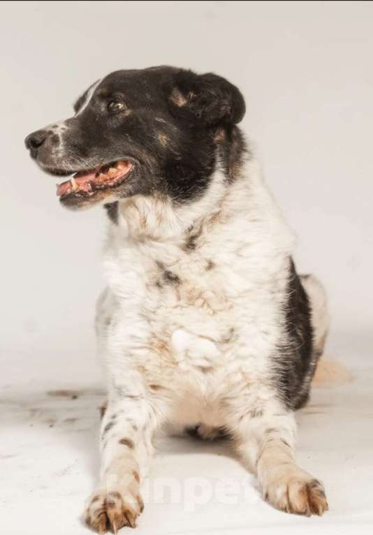 Собаки в Москве: Веснушчатый пёс Микки в добрые руки Мальчик, 1 руб. - фото 2