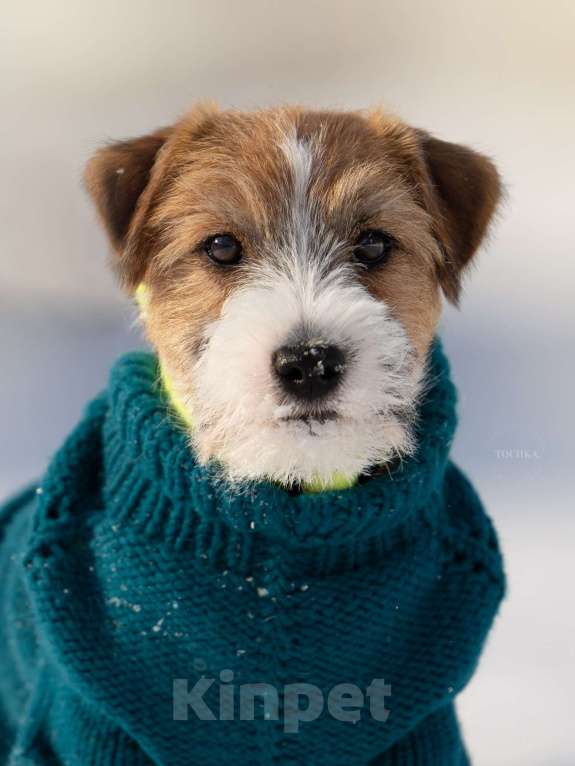 Собаки в Уфе: прекрасный щенок  Тайм Джек Финик Мальчик, 90 000 руб. - фото 1