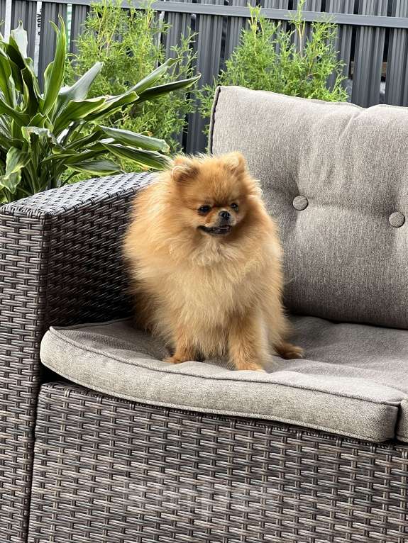 Собаки в других городах Московской области: Потерялся шпиц ! Помогите 🆘  Девочка, 10 000 руб. - фото 4