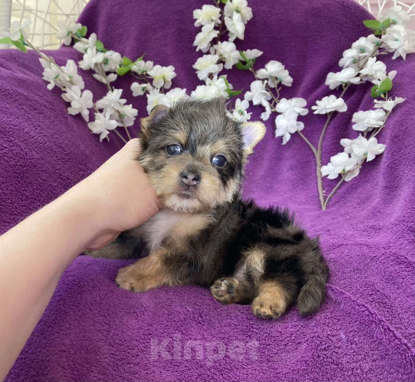 Собаки в Москве: Йорк с голубыми глазами крупный мальчик мерле Мальчик, 60 000 руб. - фото 3