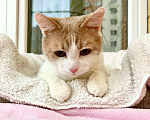 Кошки в Москве: Оскар - рыжий обнимательный котик в добрые руки Мальчик, Бесплатно - фото 6