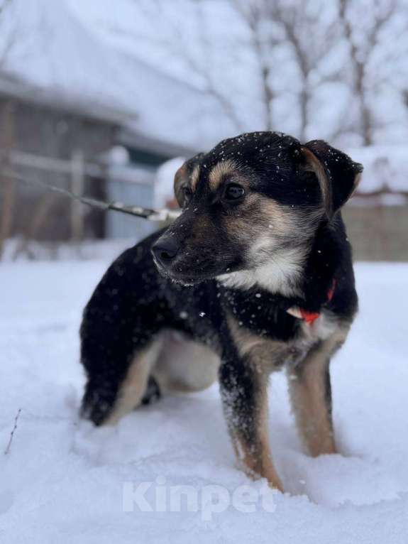 Собаки в Уфе: Щенок Девочка, 300 руб. - фото 1