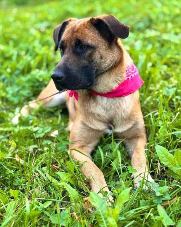 Собаки в Москве: Рыжая собачка-умница Джина в добрые руки Девочка, 1 руб. - фото 2