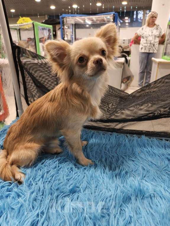 Собаки в других городах Московской области: Продам Чихуахуа 1 год Кобель Мальчик, 45 000 руб. - фото 8