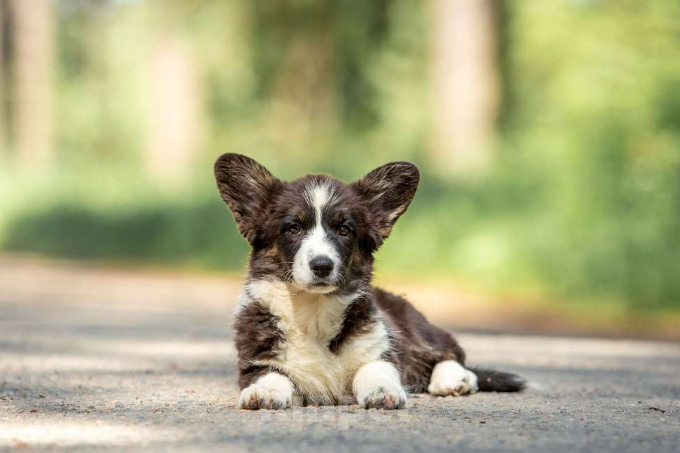 Собаки в Москве: Щенок корги Девочка, 50 000 руб. - фото 5