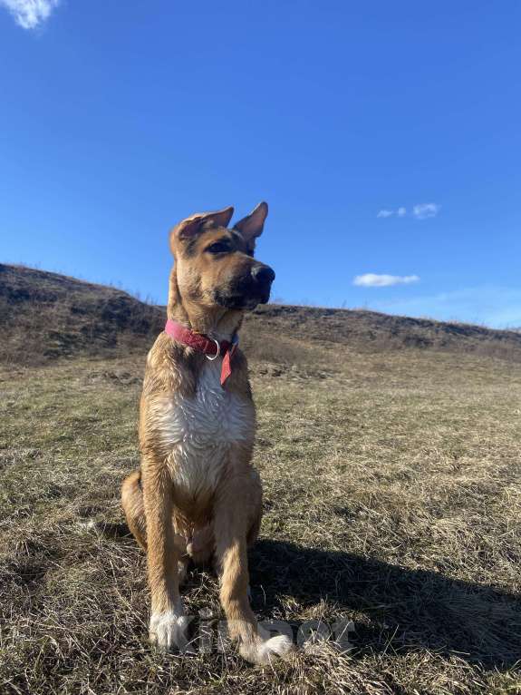 Собаки в Одинцово: Срочно ищет лучшего друга  Мальчик, Бесплатно - фото 3