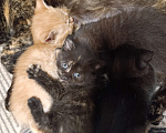 Кошки в Ясногорске: Отдаю котят в добрые руки Мальчик, Бесплатно - фото 1