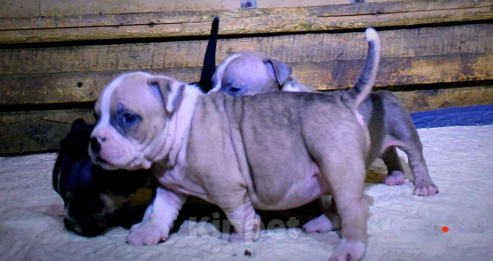 Собаки в Мурманске: Булли . Подрастают малыши. Разнополые, 70 000 руб. - фото 5