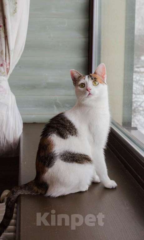 Кошки в Москве: Кото-пёс Маришка окраса калико в добрые руки Девочка, Бесплатно - фото 7