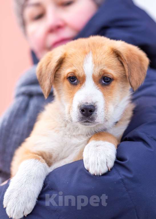 Собаки в других городах Московской области: Щенок Марта в добрые руки Девочка, Бесплатно - фото 6