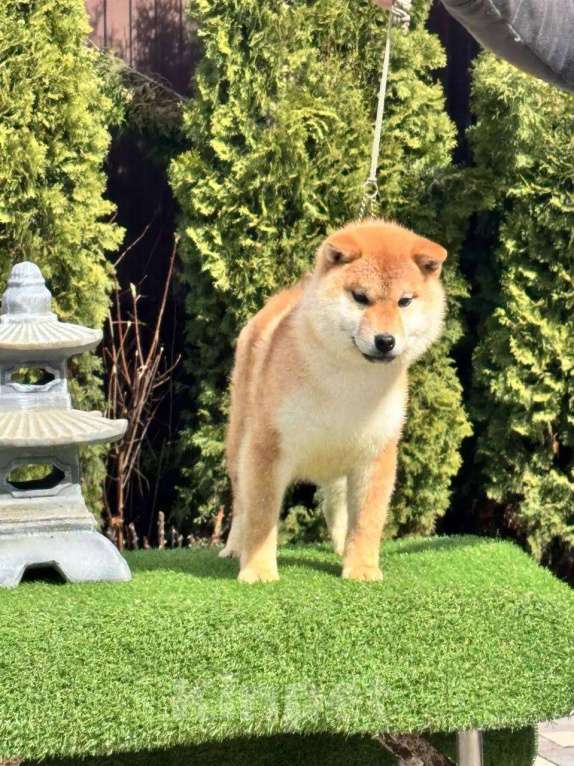 Собаки в Санкт-Петербурге: Сиба-ину мальчик щенок Мальчик, 50 000 руб. - фото 3