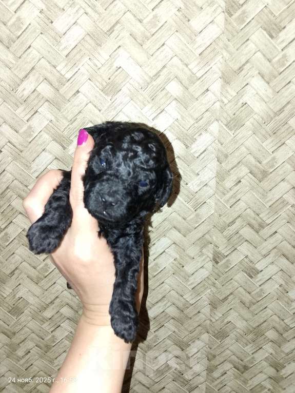 Собаки в Череповце: Щенки Той-пуделя Мальчик, 60 000 руб. - фото 3
