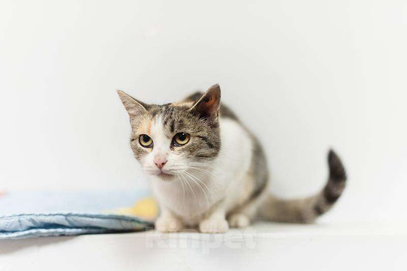 Кошки в Москве: Изящная кошечка Афина ищет семью. Девочка, Бесплатно - фото 3