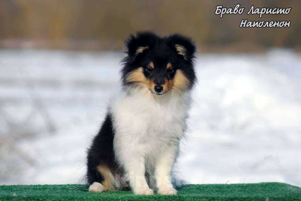 Собаки в Рязани: Небольшая собачка в квартиру Разнополые, 70 000 руб. - фото 5