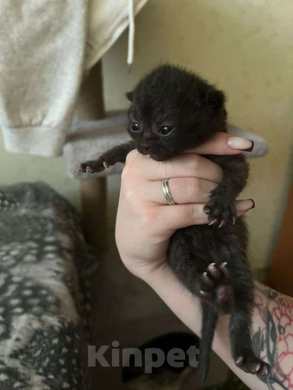 Кошки в других городах Башкортостана: Продаю котят Девочка, 1 000 руб. - фото 2