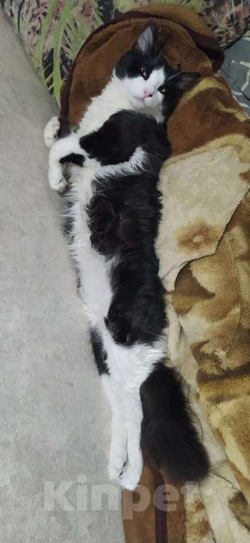 Кошки в Челябинске: Котёнок в добрые руки Мальчик, Бесплатно - фото 10