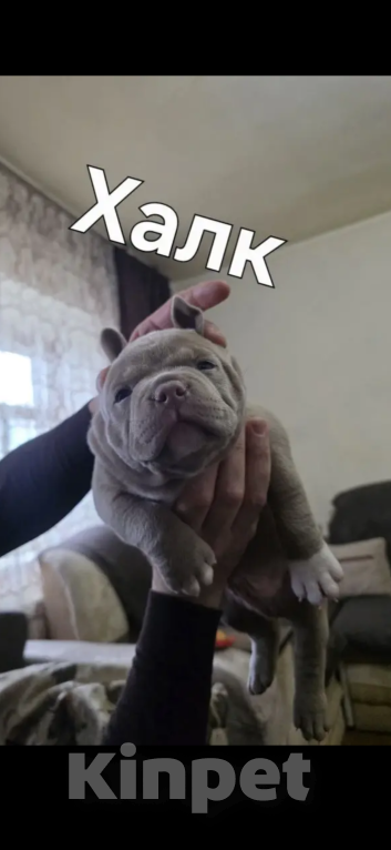 Собаки в Ставрополе: Щенки Американского Булли Мальчик, 80 000 руб. - фото 4