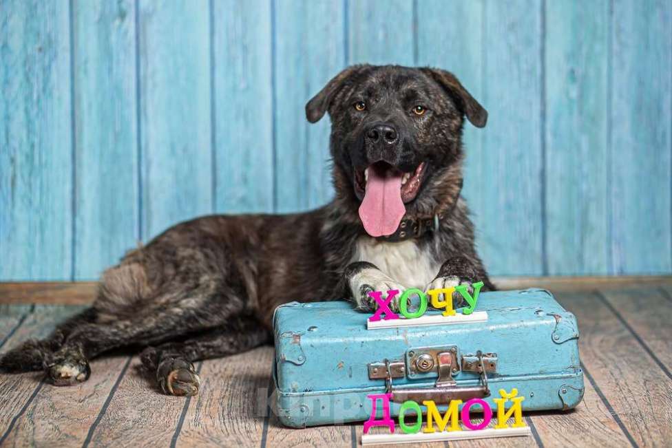 Собаки в Москве: Бульмастиф Алан в добрые руки Мальчик, 1 руб. - фото 5