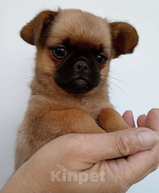 Собаки в Туле: мальчик щенок маленький Мальчик, Бесплатно - фото 3