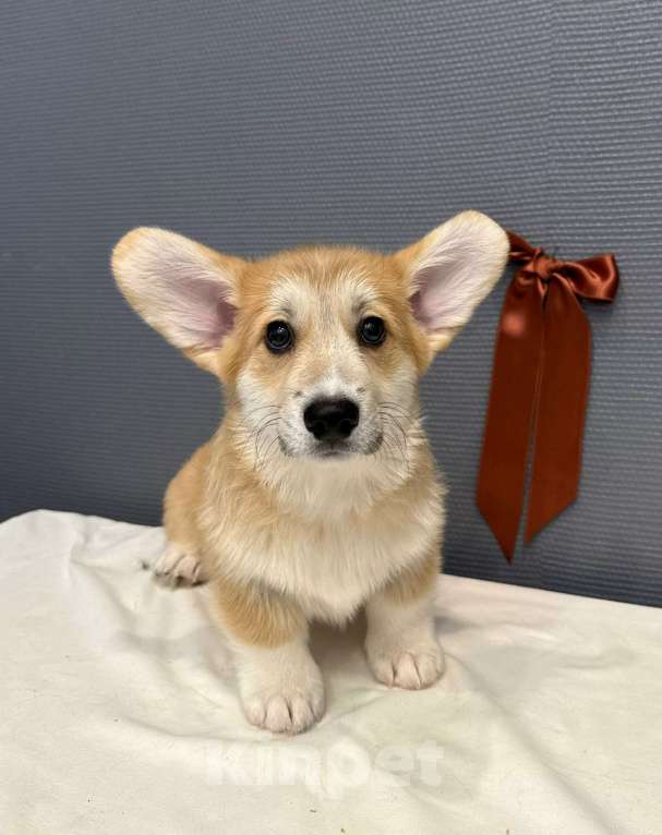 Собаки в Кургане: Щенок вельш корги пемброк, кобель Мальчик, 40 000 руб. - фото 2