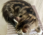 Кошки в Дедовске: Яркий мрамор кот Мальчик, 50 000 руб. - фото 8