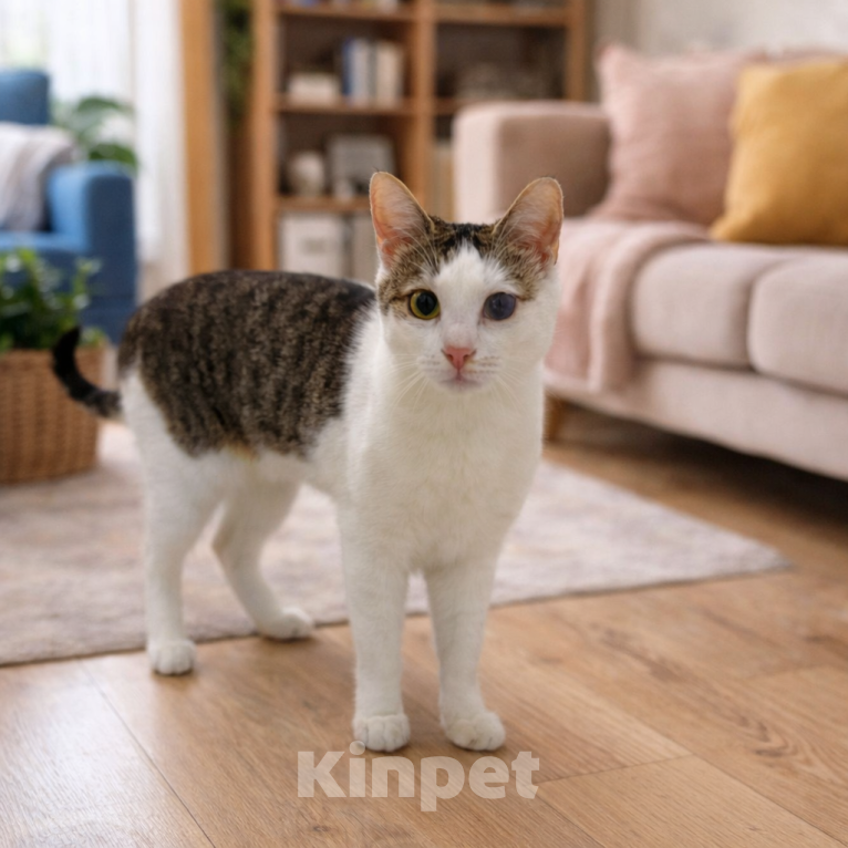 Кошки в Санкт-Петербурге: Бусинка никому не нужна Девочка, Бесплатно - фото 1