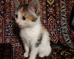 Кошки в Казани: отдам котенка в добрые руки Девочка, Бесплатно - фото 2