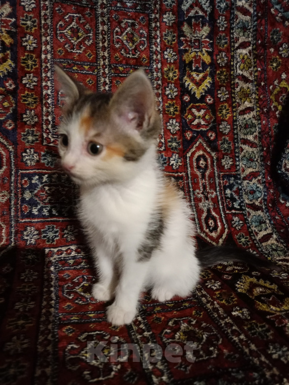 Кошки в Казани: отдам котенка в добрые руки Девочка, Бесплатно - фото 2