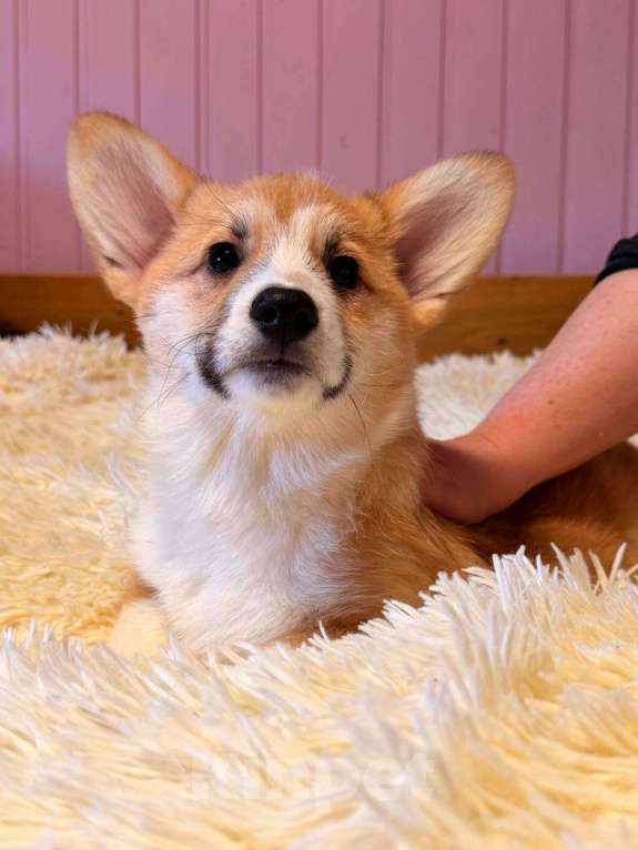 Собаки в Москве: Щенки Вельш корги Пемброк Мальчик, 55 000 руб. - фото 4