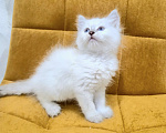 Кошки в Москве: Самая нежная малышка Рэгдолл  Девочка, 37 000 руб. - фото 4