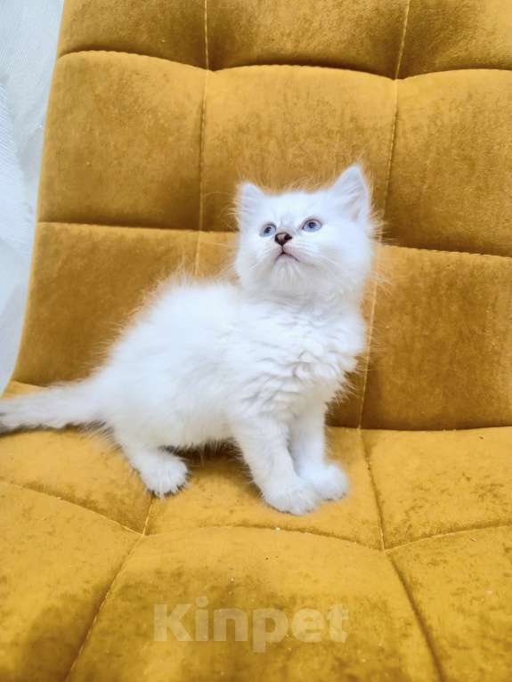 Кошки в Москве: Самая нежная малышка Рэгдолл  Девочка, 37 000 руб. - фото 4