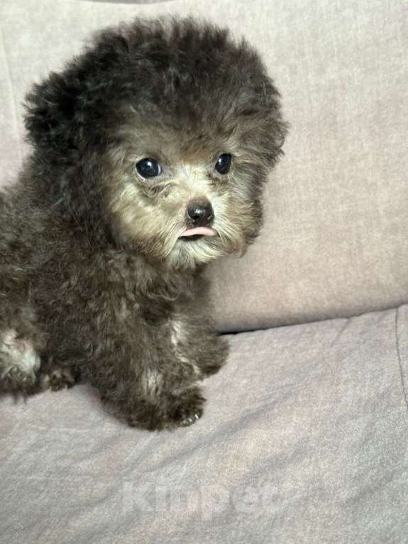 Собаки в Ейске: Продаю щенков Тедди пудель, импорт Китай🇨🇳, девочка 9 месяцев, мальчик 11 месяцев  Девочка, 270 000 руб. - фото 6