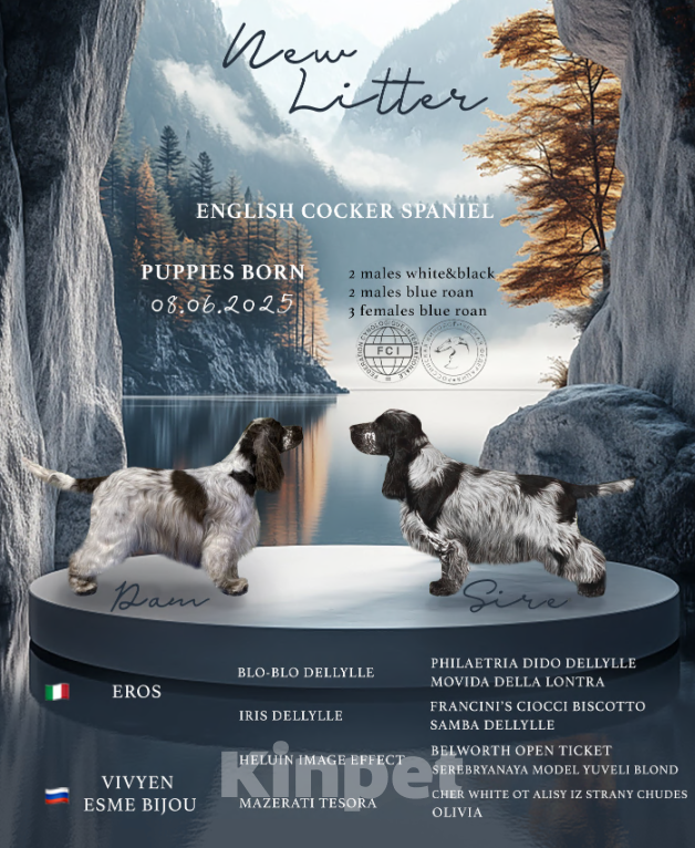 Собаки в Санкт-Петербурге: Щенок мальчик английский кокер спаниель Мальчик, 55 000 руб. - фото 8