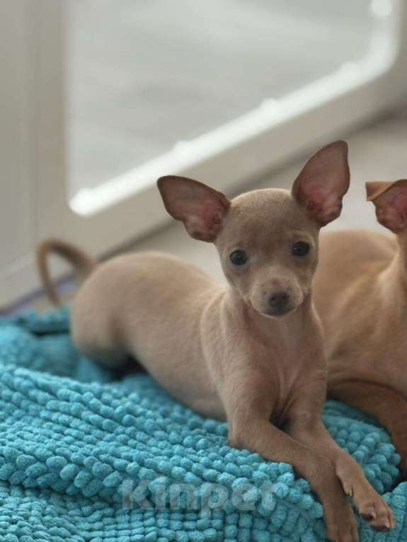 Собаки в других городах Московской области: Пражский крысарик Девочка, Бесплатно - фото 3