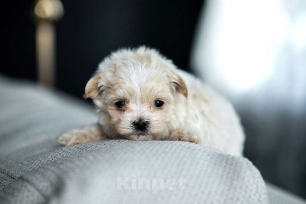 Собаки в Санкт-Петербурге: Мальтипу f1 микро Мальчик, 250 000 руб. - фото 4