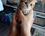 Кошки в других городах Московской области: Шотландский вислоухий, шоколадное золото Мальчик, 25 000 руб. - фото 1