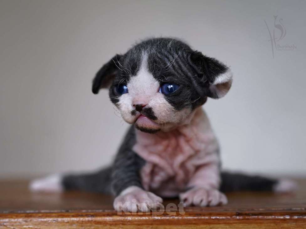 Кошки в Москве: Девон-рекс мальчик Мальчик, 80 000 руб. - фото 5