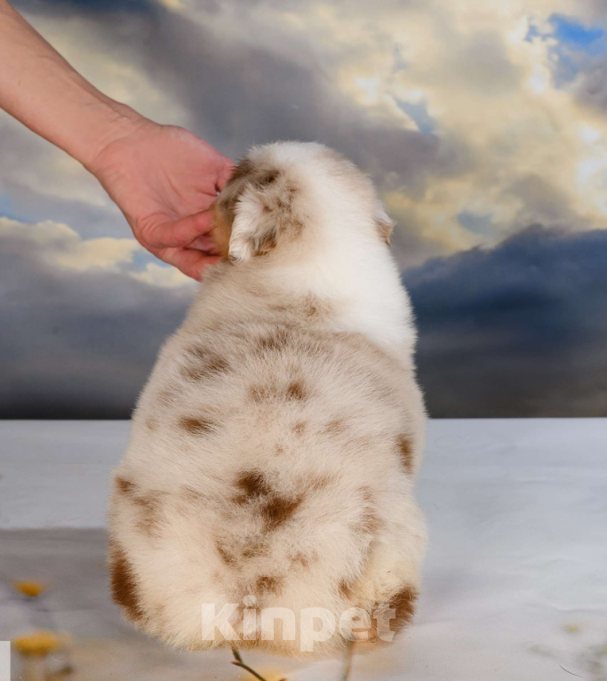 Собаки в Звенигороде: Щенки австралийской овчарки  Рождение 02.06.2025 Девочка, 60 000 руб. - фото 4