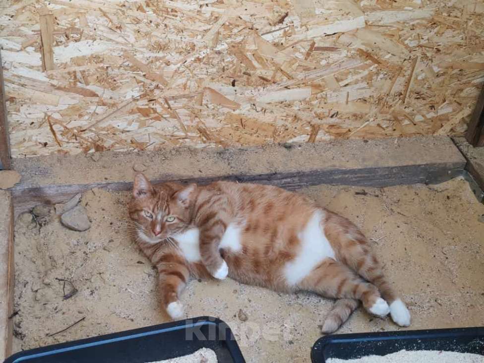 Кошки в Раменском: Отдаются бесплатно кошечка Плакса и кот Рыжик. Мальчик, Бесплатно - фото 4