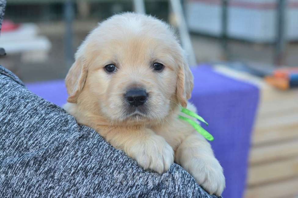 Собаки в Москве: Щенки  Золотистого ретривера Девочка, 60 000 руб. - фото 5