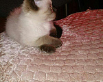 Кошки в Симферополе: Тайский, котенок принц , 15 000 руб. - фото 1