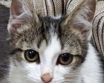 Кошки в Москве: Белый котенок с полосатыми пятнами Джулия, 3 мес, Бесплатно - фото 1