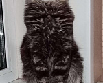 Кошки в Волгодонске: Мальчики Мейн кун Мальчик, 10 000 руб. - фото 2