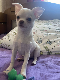 Чихуахуа 