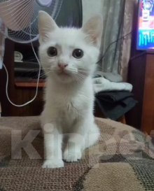 Кошки в Воронеже: Белые котята Мальчик, Бесплатно - фото 4