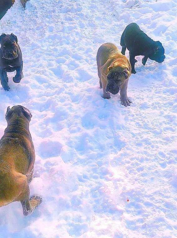Собаки в других городах Ярославской области: Щенки кане корсо Мальчик, 60 000 руб. - фото 3