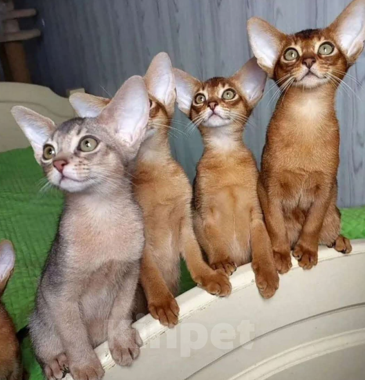 Кошки в Москве: Абиссинские котята Девочка, 70 000 руб. - фото 2