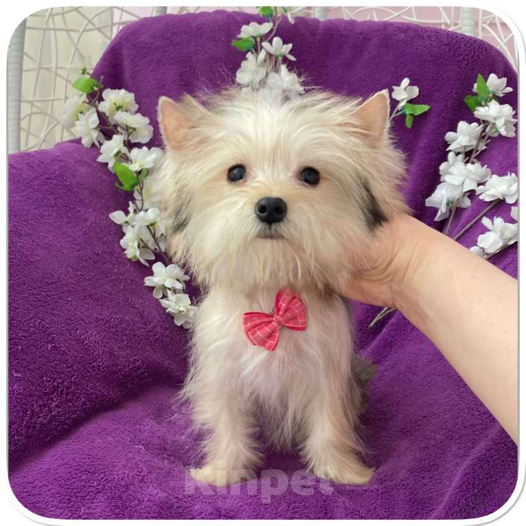 Собаки в Москве: Йорк мини девочка золотая игривая Девочка, 70 000 руб. - фото 8