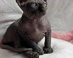 Кошки в Новокузнецке: Котенок Эльф Девочка, 80 000 руб. - фото 2