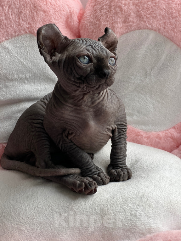 Кошки в Новокузнецке: Котенок Эльф Девочка, 80 000 руб. - фото 2